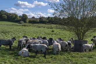 Various sheep breeds (Ovis gmelini) Rough-wooled country sheep, grey-horned heather and