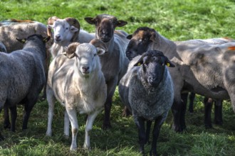 Various sheep breeds (Ovis gmelini) left a rough woolly country sheep, next to it a grey-horned
