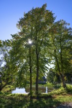 Linden tree (Tilia) facing with a sun star, Othenstorf, Mecklenburg-Western Pomerania, Germany