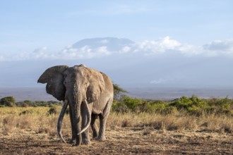 African elephant (Loxodonta africana) in picturesque landscape with the summit of Mount