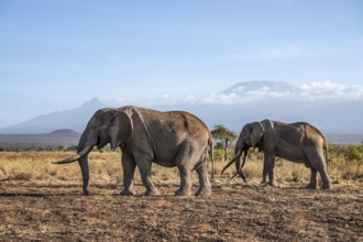 African elephant (Loxodonta africana) in picturesque landscape with the summit of Mount