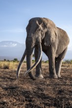 African elephant (Loxodonta africana) in picturesque landscape with the summit of Mount