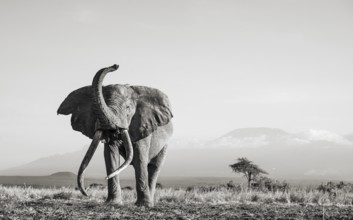 Black and white, African elephant (Loxodonta africana) with raised trunk, in picturesque landscape