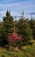 Protest action, protest against Christmas tree sales, Christmas tree, fir tree in plantation, was