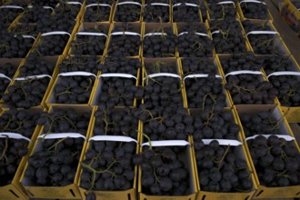 Red Lavallée table grapes are available for sale, sales stand, market, Stuttgart,