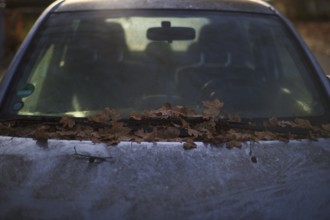 Windshield, car, vehicle, is full of leaves, autumn leaves, autumn, Stuttgart, Baden-Württemberg,