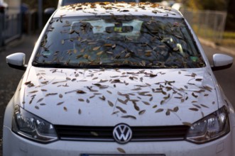 Windshield, car, vehicle, Volkswagen, VW, is full of leaves, autumn leaves, autumn, Stuttgart,