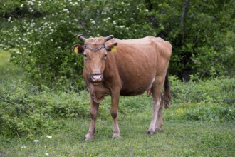 Brown cow standing on a green meadow with trees in the background, Imereti region, Georgia