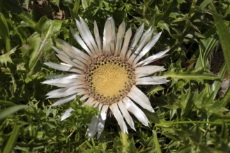 Flower of silver thistle (Carlina acaulis), boar root, Brauneck, Bavarian Prealps, Isarwinkel,