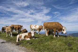 Herd of cows on the Brauneck meadow, Bavarian Prealps, Isarwinkel, Lenggries, Upper Bavaria,