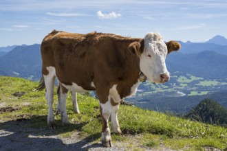 Cow standing in the Brauneck meadow, Bavarian Prealps, Isarwinkel, Lenggries, Upper Bavaria,