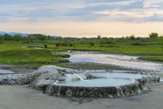Hot spring pool in extensive nature with horses in the background under an evening sky, springs of