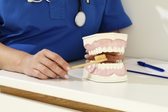 A dentist in a blue uniform demonstrates the correct technique of brushing teeth, on a model, in a