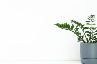 A lush indoor plant with striking green leaves is placed in a sleek gray pot. This arrangement