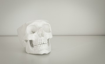 A white skull model is resting on a simple table surface in a bright, neutral room. The setting