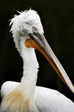 Krauskopf pelican (Pelecanus crispus), Tierwelt Herberstein, Herberstein, Styria, Austria