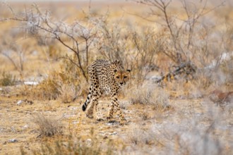 Cheetah (Acinonyx jubatus) runs in dry savanna, Etosha National Park, Namibia