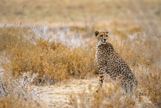 Cheetah (Acinonyx jubatus) sits in dry savanna, Etosha National Park, Namibia