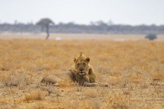 Male lion, Etosha National Park, Namibia