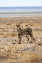 Cheetah (Acinonyx jubatus) runs in dry savanna, Etosha National Park, Namibia