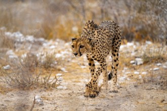 Cheetah (Acinonyx jubatus) sneaks up, hunts in dry savanna, Etosha National Park, Namibia