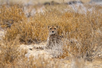 Cheetah (Acinonyx jubatus) lies in dry savanna, Etosha National Park, Namibia