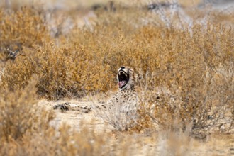 Cheetah (Acinonyx jubatus) yawns and shows teeth, dry savanna, Etosha National Park, Namibia