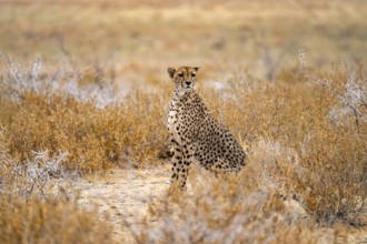 Cheetah (Acinonyx jubatus) sits in dry savanna and keeps an eye out, Etosha National Park, Namibia