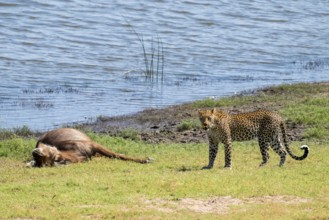 Leopard (Panthera pardus) with kill, waterbuck, Ihaha, Chobe National Park National Park, Botswana