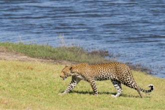 Leopard (Panthera pardus), Ihaha, Chobe National Park National Park, Botswana