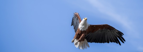 African fish eagle (Icthyophaga vocifer) flying, Ihaha, Chobe National Park National Park, Botswana