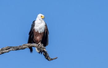 African fish eagle (Icthyophaga vocifer) sitting on dry tree, Ihaha, Chobe National Park National