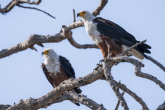 Two spotted eagles (Icthyophaga vocifer) sitting on dry tree, Ihaha, Chobe National Park National