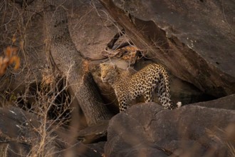 Female, leopard (Panthera pardus) in rocks, Savuti, Chobe National Park, Botswana
