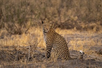 Female, leopard (Panthera pardus) sitting, dry grass, Savuti, Chobe National Park National Park,
