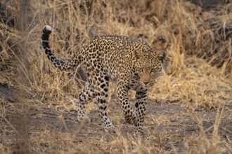 Female, leopard (Panthera pardus) sneaks through dry grass, Savuti, Chobe National Park, Botswana