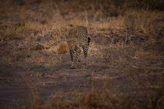 Female, leopard (Panthera pardus) snorting, dry grass, Savuti, Chobe National Park National Park,