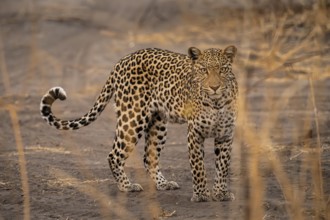 Female, leopard (Panthera pardus) looking through dry grass, Savuti, Chobe National Park National