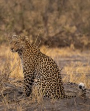 Female, leopard (Panthera pardus) sitting, dry grass, Savuti, Chobe National Park National Park,