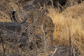 Female, leopard (Panthera pardus) sneaks through rocks, Savuti, Chobe National Park National Park,