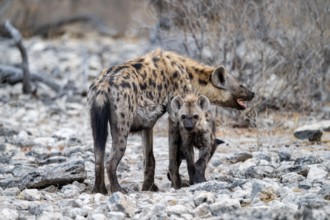 Spotted hyena or spotted hyena (Crocuta crocuta) with young animal, Etosha National Park, Namibia