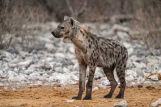 Spotted hyena or spotted hyena (Crocuta crocuta) with broadcast collar, Etosha National Park,