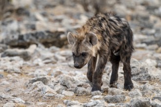Spotted hyena or spotted hyena (Crocuta crocuta), young animal, Etosha National Park, Namibia