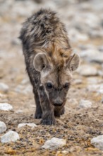 Spotted hyena or spotted hyena (Crocuta crocuta), young animal, Etosha National Park, Namibia