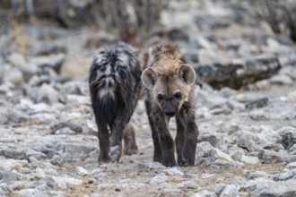 Spotted hyena or spotted hyena (Crocuta crocuta), two young animals, Etosha National Park, Namibia