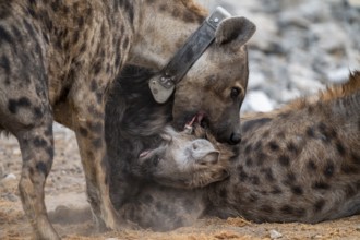 Spotted hyena or spotted hyena (Crocuta crocuta) with young and sending collar, Etosha National