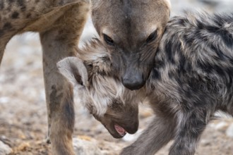 Spotted hyena or spotted hyena (Crocuta crocuta) bears juvenile on its neck, Etosha National Park,