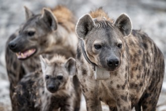 Animal family, spotted hyena or spotted hyena (Crocuta crocuta) with broadcast collar, Etosha