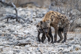 Spotted hyena or spotted hyena (Crocuta crocuta) cuddles with young animal, Etosha National Park,
