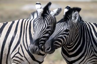 Burchell's zebra (Equus quagga burchellii), animal portrait, two cuddles, Etosha National Park,